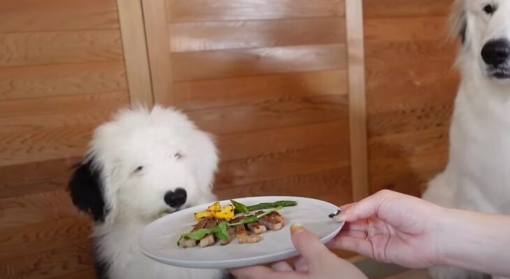 秒で完食www！高級ステーキ初体験のパピー「食べっぷりが気持ちいい」「キュン死レベルの可愛さ」(ブログ)