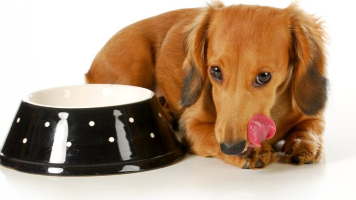 犬がご飯を早食いすると、寿命が縮まる…？やめさせるべき４つの理由と今すぐできる対処法とは(ブログ)