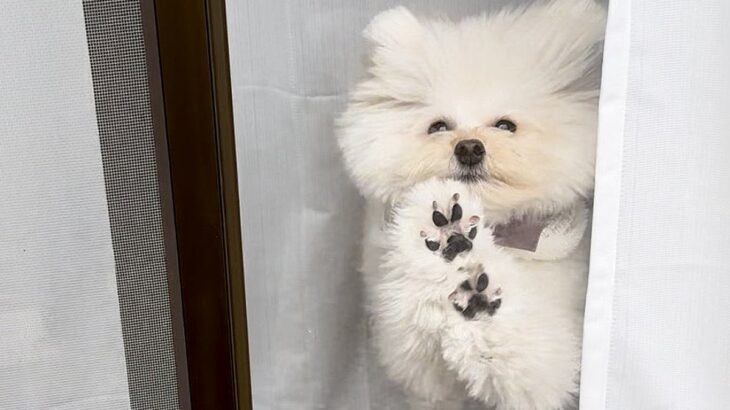 家に帰宅したら…『感情を抑えきれない犬』の反応がかわいすぎると2万5000いいね「躍動感すご笑」「かめはめ波みたい」絶賛の声(ブログ)
