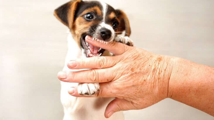 犬の噛み癖をすぐに直すべき3つの理由　甘噛みはどうすればいい？成犬でもしつけはできる？(ブログ)