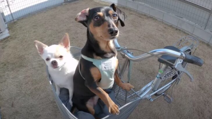 愛犬たちと初めて『自転車』に乗ってみたら…シュールな光景に爆笑の声続々「安全第一で笑った」「子供みたい」(ブログ)