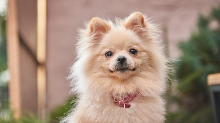 愛犬もしてるかも？ワンコが『自信に満ち溢れているとき』に見せる仕草や行動3選(ブログ)