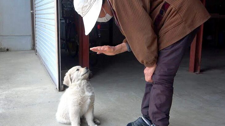 おばあちゃんが『訓練中の子犬』にムチャぶりしたら…可愛すぎるやりとりが43万再生「かわいいの大渋滞」「ぬいぐるみみたい」の声(ブログ)
