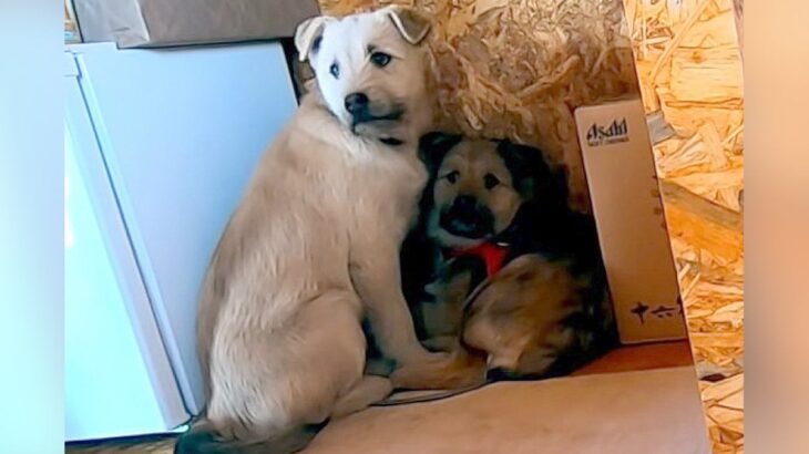 『心を閉ざした子犬』におやつ与えてみた結果…「涙出る」「寄り添うってこういうこと」人間に少しずつ慣れていく姿に83万人感動(ブログ)