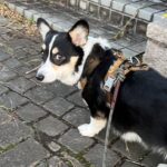 愛犬とのお散歩中の素敵すぎるエピソードに1.9万人がいいね！(ブログ)