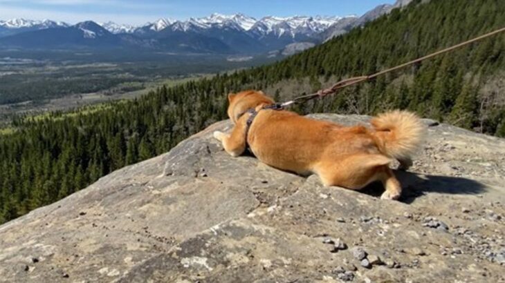 柴犬と『海外で登山』してみたら…岩場をいとも簡単に登っていく姿と絶景に「息を止めて見入っていました」「凄いです」と感動の声(ブログ)