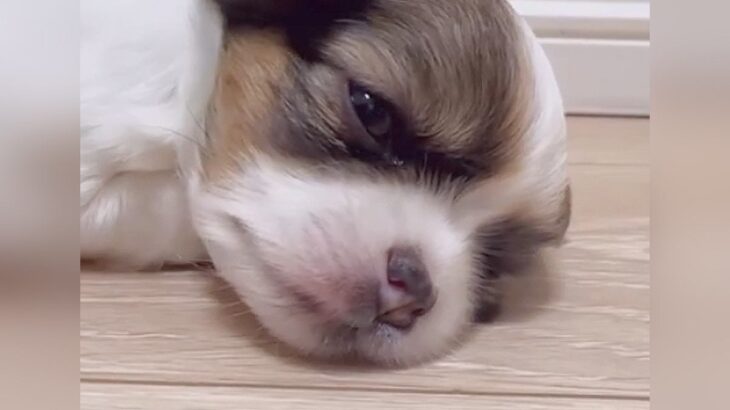 子犬がいじけてしまった結果…驚くほどかわいい『床ドン』に17万いいね集まる「人間みたい」「悔しかったよね」と大絶賛の声(ブログ)