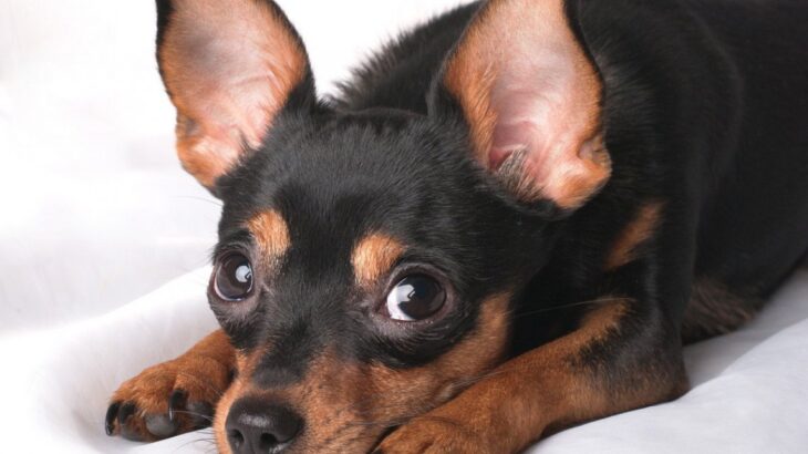 犬のしつけで怒る必要はない！怒ることで学習は進まずむしろ逆効果になることを知ろう(ブログ)