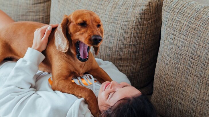 犬が『スキンシップ拒否』しているサイン３選　放っておいてほしいと伝えている仕草や行動とは？(ブログ)