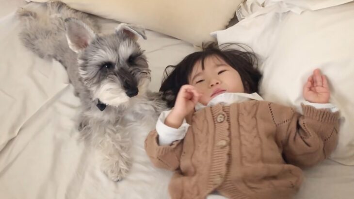 犬が1歳児の『育児サポート』した結果…やさしすぎる行動の数々に感動の声「人間以上の愛情ですよ」「泣きそう」と41万再生突破(ブログ)
