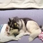 寝ぼけたハスキーくんがニャンコの上に！「押し潰されそうでドキッ！」「困り顔が可愛い」(ブログ)
