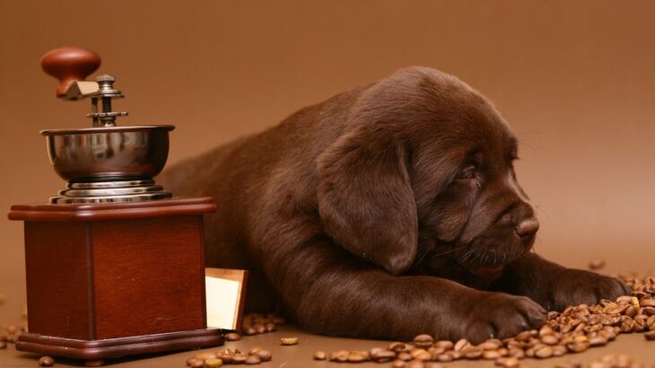 犬はどれくらいコーヒーを飲んだら亡くなってしまうの？致死量と飲んでしまったときにすべきこととは？(ブログ)