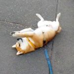 柴犬が散歩中に『拒否柴』発動した結果…斬新すぎる謎の動きが49万再生「おててちょいちょい笑」「チラ見は反則」と大爆笑の声(ブログ)