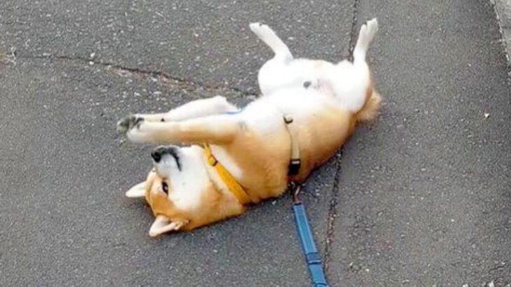 柴犬が散歩中に『拒否柴』発動した結果…斬新すぎる謎の動きが49万再生「おててちょいちょい笑」「チラ見は反則」と大爆笑の声(ブログ)