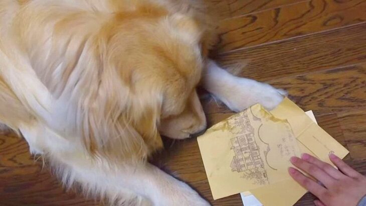 大型犬が本をボロボロにしてしまった結果…『大反省』する姿が切なすぎる！3万4000再生を記録した光景に「かわいい」の声(ブログ)
