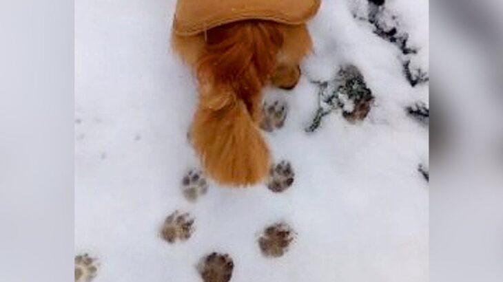 犬と雪道を散歩してみたら…かわいすぎる痕跡を残す後ろ姿に1万5000人ほっこり「ぬいぐるみみたい」「尊すぎるわ」大反響(ブログ)