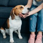 犬を短命にする『タブーなお世話』5選　絶対NGと言われている理由と正しいケアの仕方とは(ブログ)