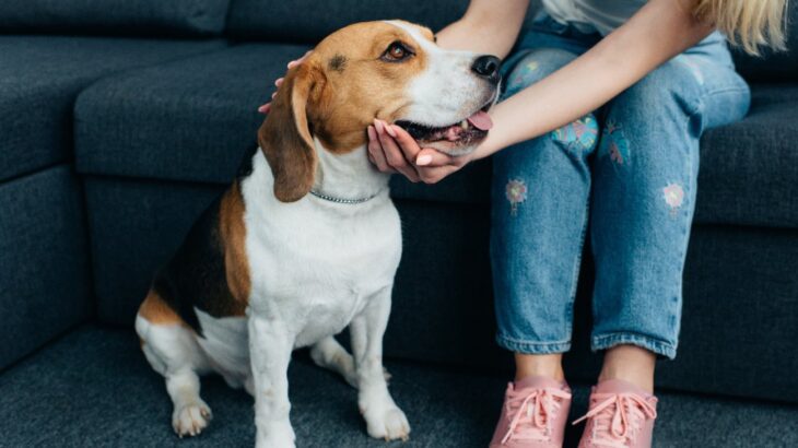 犬を短命にする『タブーなお世話』5選　絶対NGと言われている理由と正しいケアの仕方とは(ブログ)