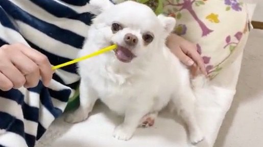 猫じゃらしならぬ、犬じゃらし！？大興奮でおもちゃを追いかけるチワワさんの姿に「動きが可愛いｗ」「ダイエットになるかも」の声(ブログ)