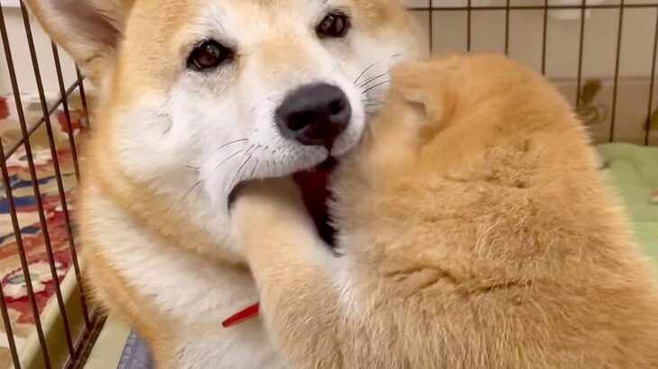 赤ちゃん犬の子育てを観察してみた結果…『何をされても怒らない母犬』が優しすぎると182万再生「母は強し」「貫禄ある」と大反響(ブログ)
