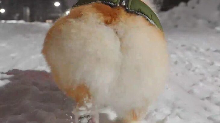 犬の『けしからんケツ』に1万1000人が悶絶…雪道を闊歩する食パンのような後ろ姿が大人気「これはけしからん」「最高の景色です」(ブログ)