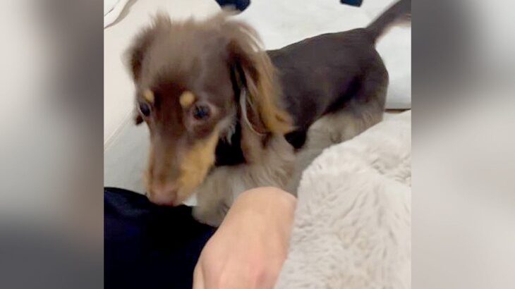 雷が鳴ると…『助けを求めに来る犬』の行動が可愛すぎると28万2000再生を突破「ぎゅってしてあげたい」「怖かったねえ」の声(ブログ)