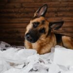 犬が『イタズラをごまかしている時』に見せるサイン4選　わかりやすい行動や仕草に「あるあるｗ」「うちのもします」(ブログ)