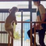実家にお兄ちゃんが帰省したら…愛犬が『熱烈歓迎』する姿がかわいすぎると70万再生「こんなに喜んでくれると嬉しい」「感情爆発してる」(ブログ)