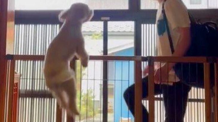 実家にお兄ちゃんが帰省したら…愛犬が『熱烈歓迎』する姿がかわいすぎると70万再生「こんなに喜んでくれると嬉しい」「感情爆発してる」(ブログ)