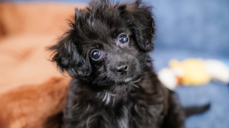 犬が突然言うことを聞かなくなった…なぜ？5つの原因とそれぞれの対処法とは(ブログ)