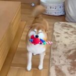 犬がおもちゃを飼い主に見せると…『世界一幸せそうな笑顔』をする光景が可愛すぎると623万再生「嫌なこと忘れる」と大絶賛の声(ブログ)