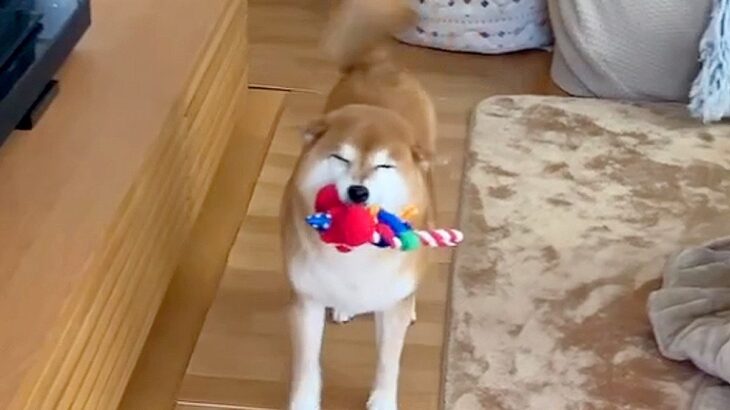 犬がおもちゃを飼い主に見せると…『世界一幸せそうな笑顔』をする光景が可愛すぎると623万再生「嫌なこと忘れる」と大絶賛の声(ブログ)