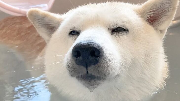 お風呂好きな犬を『一番風呂』に入れてみたら…至福の表情が可愛すぎると272万人悶絶「無条件で尊い」「入浴後のダッシュ可愛い」(ブログ)