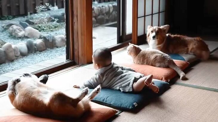 赤ちゃんと犬猫が『共に暮らした』結果…縁側で寛ぐ姿が352万再生と超話題「幸せの権化」「この世界で生きたい」羨望と絶賛の声(ブログ)