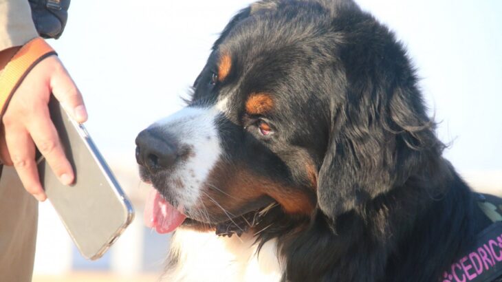 大型犬「はにゃ？」全然分からない表情をしているワンコがSNSで話題(ブログ)