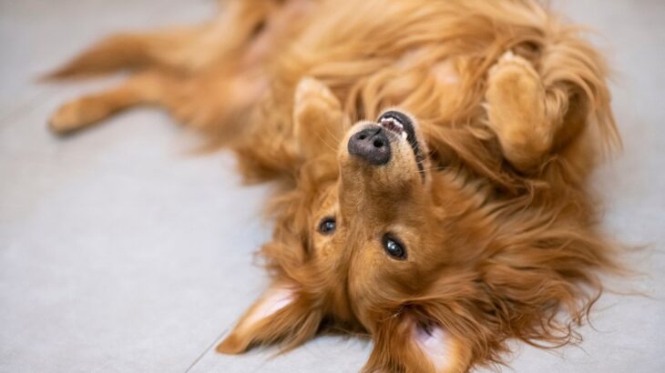 犬がお腹を見せてくる『5つの理由』  可愛すぎる心理に「愛おしくなる」「いつもありがとう」(ブログ)