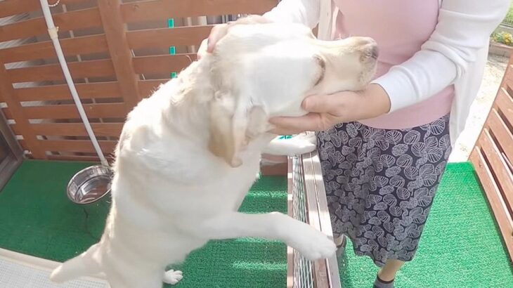 大型犬は『実家の母』が会いに来たらどうする…？大好きが溢れちゃう姿がかわいすぎると9万6000再生「天使」「堪らない」の声(ブログ)