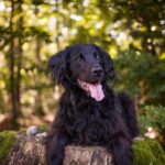 ガンに罹るリスクが高い犬種を明らかにした研究結果(ブログ)