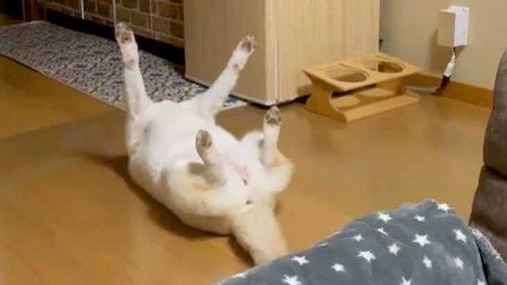 犬の寝姿を見てみたら…まさかの『犬神家スタイル』で眠る光景が面白すぎると180万再生「裏返ったテーブル」「事件ですね」と爆笑の声(ブログ)