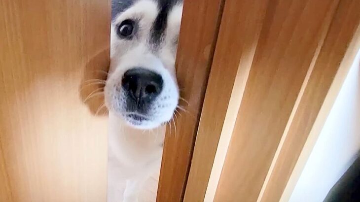 ハスキー犬が呼びに来たので着いていった結果…まさかの『お知らせ』に193万再生の大反響「賢くて優しい」「みんなお利口さん」(ブログ)
