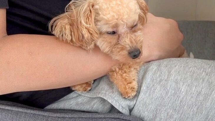犬がいる家で『在宅勤務』してみたら…仕事にならないほど妨害をする光景が44万再生「いくらでも邪魔してほしい」「本当に尊い」(ブログ)