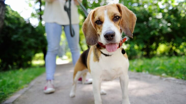 犬のお散歩コースは毎回変えるべき？同じコースを歩いたほうがいいの？(ブログ)