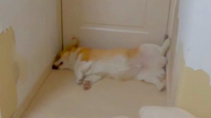 犬のお留守番を『隠し撮り』すると…大号泣してしまう切ない光景が3万2000再生の反響「涙出そう」「切ないけど可愛い」の声(ブログ)