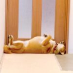 ドアの前で眠る柴犬…まさかの『シンデレラフィット』が面白過ぎると125万再生「ピッタリすぎ」「サイズ測る時に貸りたい」と爆笑の声(ブログ)