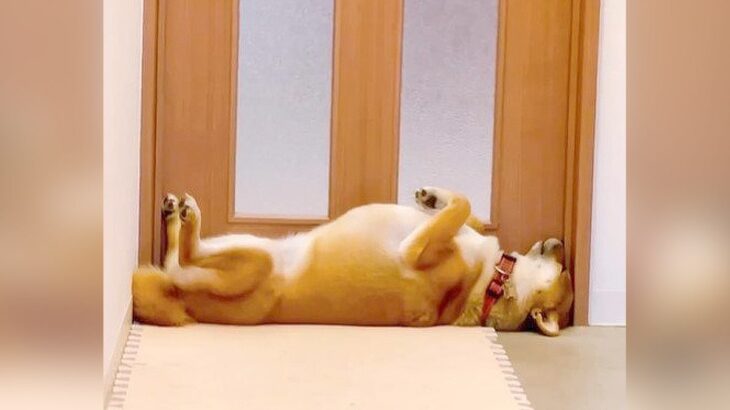 ドアの前で眠る柴犬…まさかの『シンデレラフィット』が面白過ぎると125万再生「ピッタリすぎ」「サイズ測る時に貸りたい」と爆笑の声(ブログ)