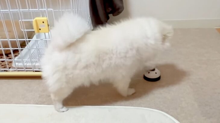 キレた犬がとったまさかの行動…『ベルを連打』する光景が可愛すぎると10万3000再生「怒ってても癒される」「これは許せる」の声(ブログ)