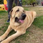超大型犬が『たくさん集まったら』…圧巻の光景が135万再生を突破「大型犬好きには天国」「喧嘩にならないの凄い」と絶賛の声(ブログ)