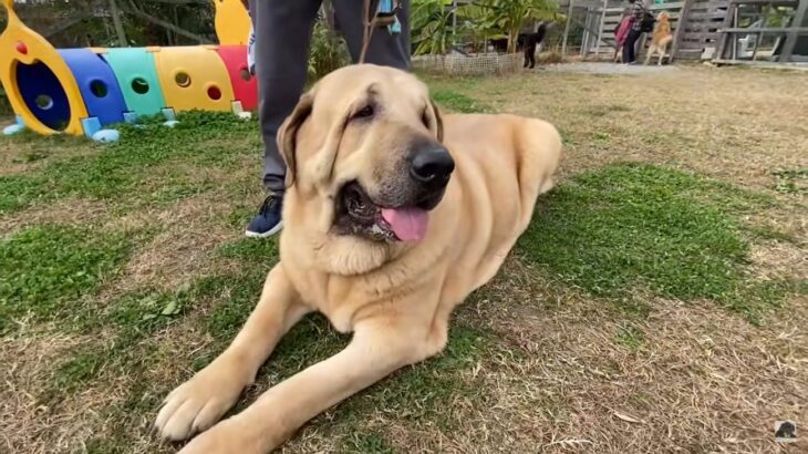 超大型犬が『たくさん集まったら』…圧巻の光景が135万再生を突破「大型犬好きには天国」「喧嘩にならないの凄い」と絶賛の声(ブログ)