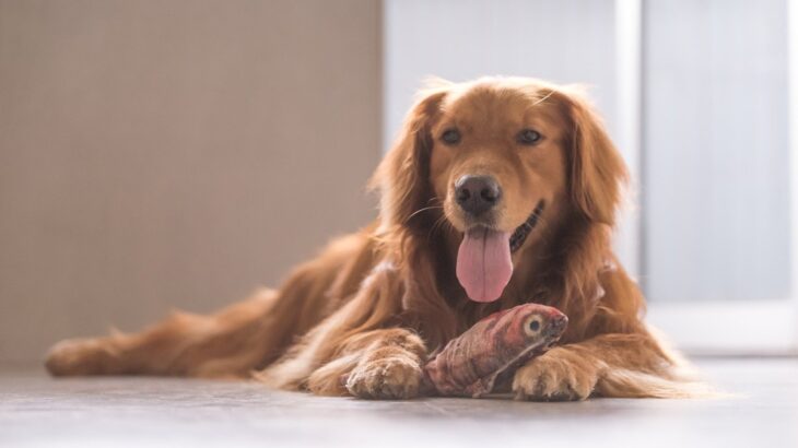 犬が食べても安心な『魚介類』４選　与える方法とやるべきではない食べさせ方とは？(ブログ)
