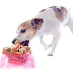 老犬の食欲が異常にある…何かの病気？４つの原因と飼い主がすべき対処法(ブログ)